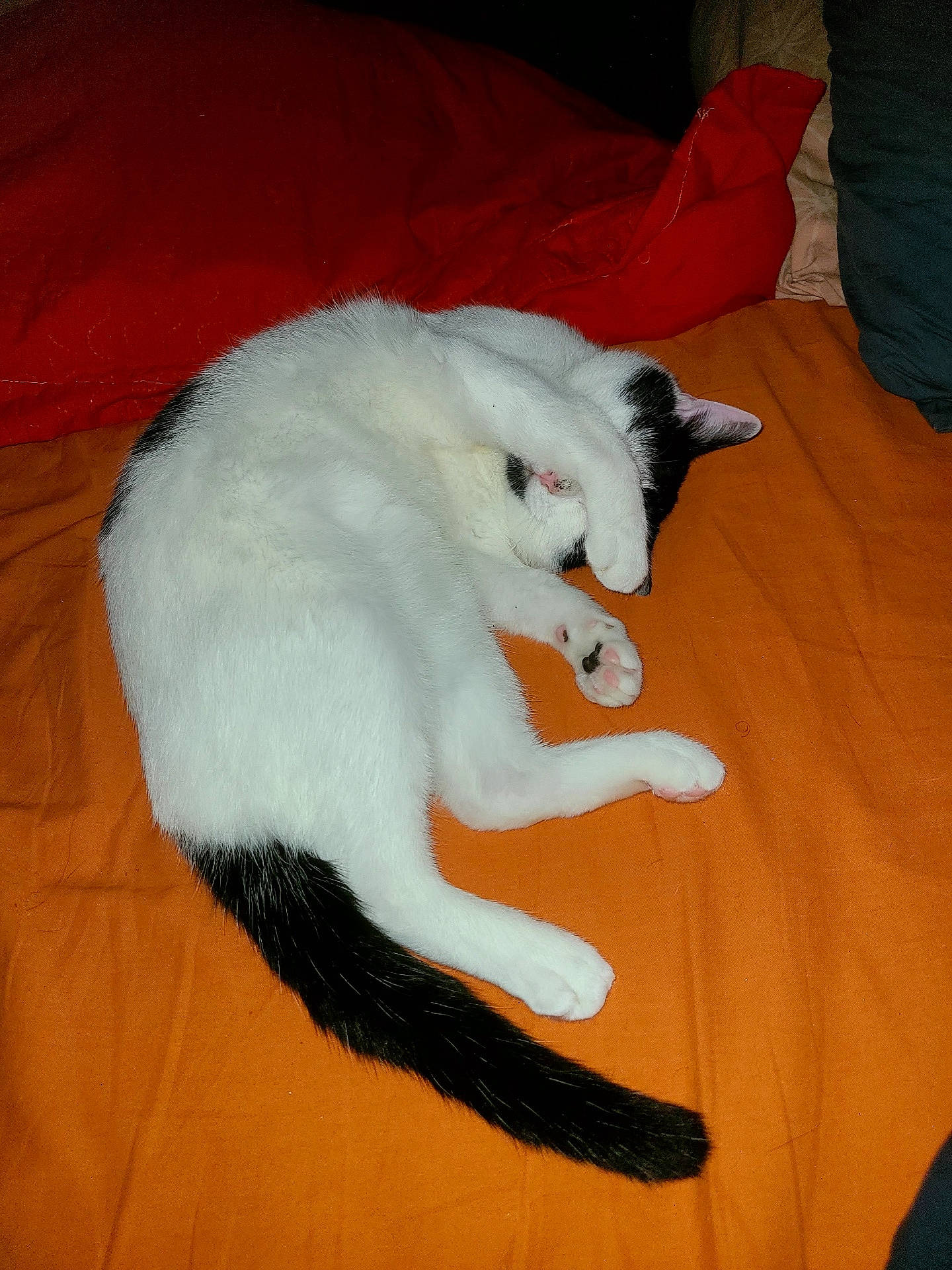 Ninou