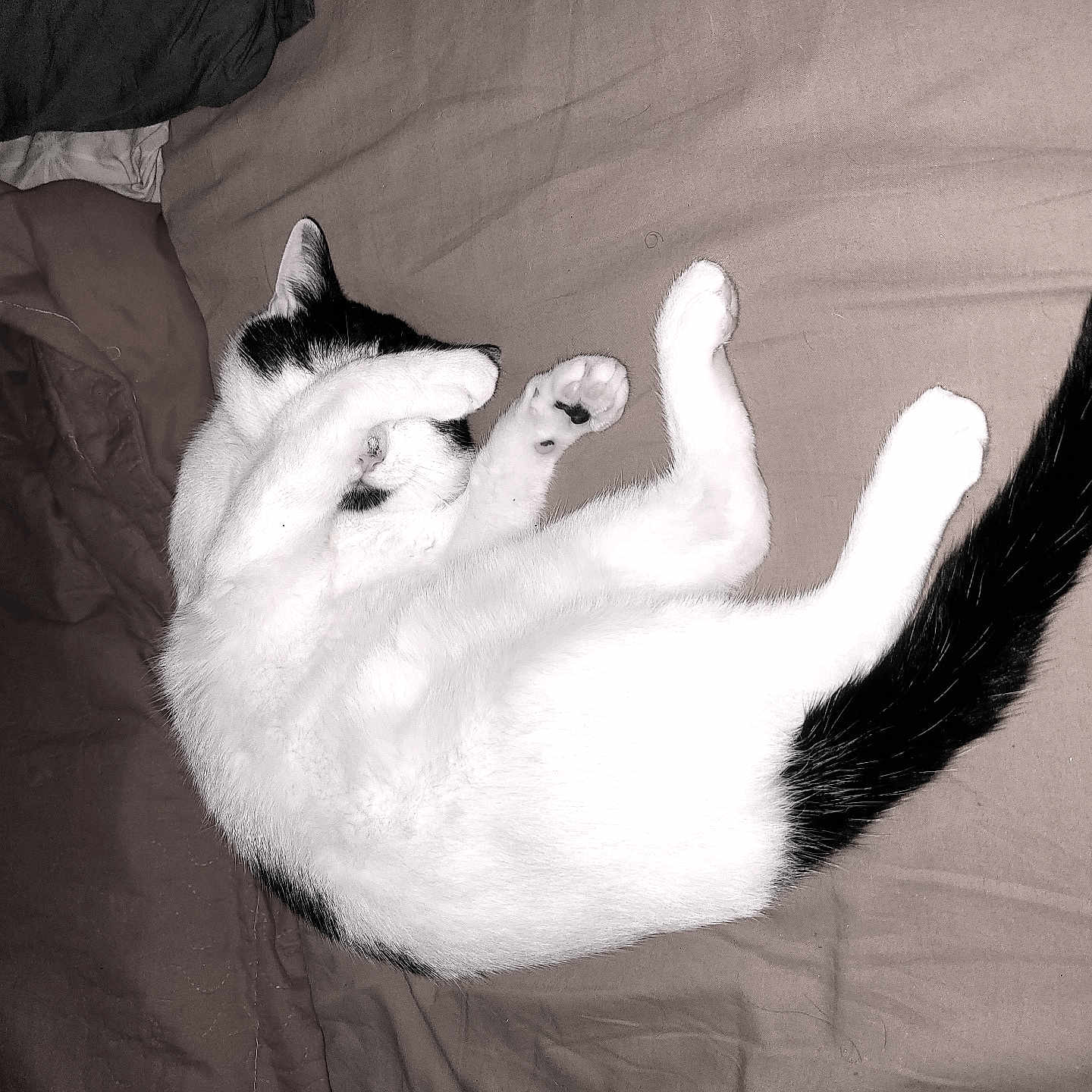 Ninou
