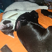 Ninou participe au concours pour gagner de l'argent avec cette photo : dog, cat, sleeping, resting, orange_blanket, black_dog, white_cat, fur, close_up, indoor, pet, animal, cozy, snuggle, companion, relaxation, domestic, cute, friendship, comfort