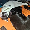dog, cat, sleeping, resting, orange_blanket, black_dog, white_cat, fur, close_up, indoor, pet, animal, cozy, snuggle, companion, relaxation, domestic, cute, friendship, comfort