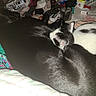 Ninou participe au concours pour gagner de l'argent avec cette photo : dog, cat, black_dog, black_and_white_cat, blanket, remote_control, cigarette_pack, table, cozy, indoor, pet, snuggling, animal, resting, fur, sleeping, domestic, household_items, colorful, casual