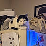 appliance, bag, black_and_white, blue_light, cat, clutter, cozy, domestic, feline, fridge, household, indoor, magnets, object, papers, pet, refrigerator, relaxed, resting, wall