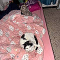 Fadela H. H.