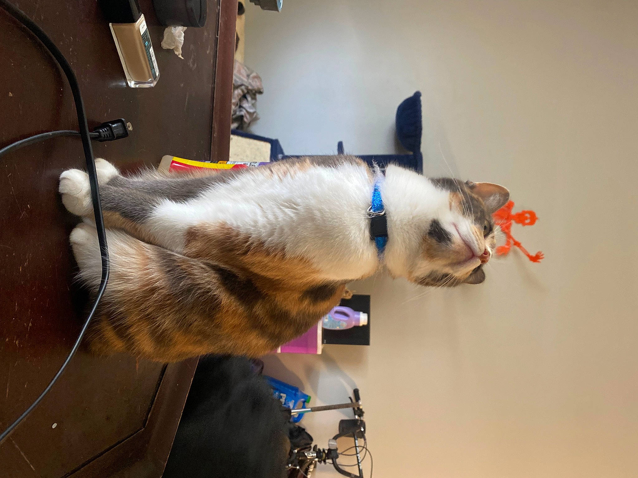 Bong Water joined the competition — help win amazing prizes! canidae, carnivore, collar, companion_dog, dog, dog_breed, dog_collar, domestic_short_haired_cat, ear, fawn, felidae, fur, leash, pet_supply, small_to_medium_sized_cats, snout, sporting_group, tail, whiskers, working_animal