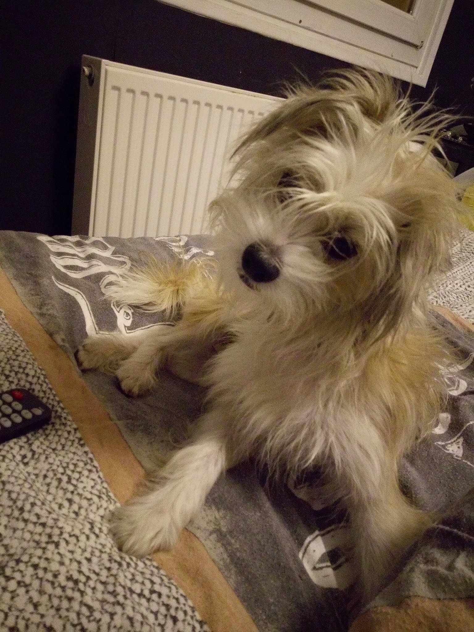 Gully a rejoint le concours — aidez-le/la à gagner de superbes lots ! biewer_terrier, canidae, carnivore, comfort, companion_dog, dog, dog_breed, eyewear, fur, maltepoo, poodle_crossbreed, puppy_love, shih_poo, small_terrier, snout, sporting_group, terrier, toy_dog, working_animal, yorkipoo