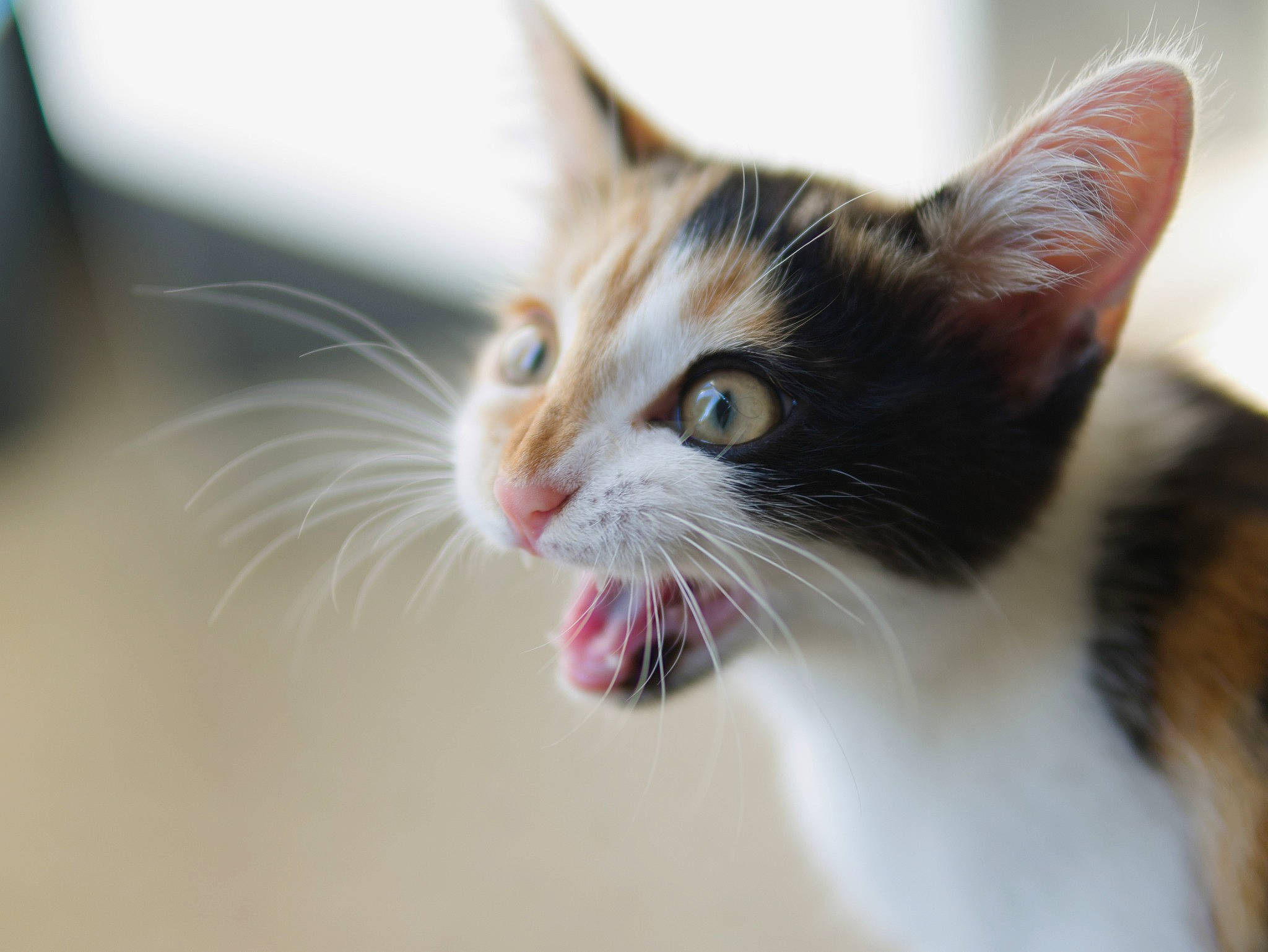 Ylonna participe au concours pour gagner de l'argent avec cette photo : carnivore, cat, collar, domestic_short_haired_cat, eye, eyelash, fang, felidae, fur, hair, head, human_body, liquid, macro_photography, shout, small_to_medium_sized_cats, snout, terrestrial_animal, whiskers, wildlife