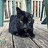 black_cat, cat, animal, pet, outdoor, wooden_floor, plastic_chair, yellow_eyes, feline, resting, close_up, fur, whiskers, nature, domestic_animal, backyard, quiet, daylight, wood, relaxed