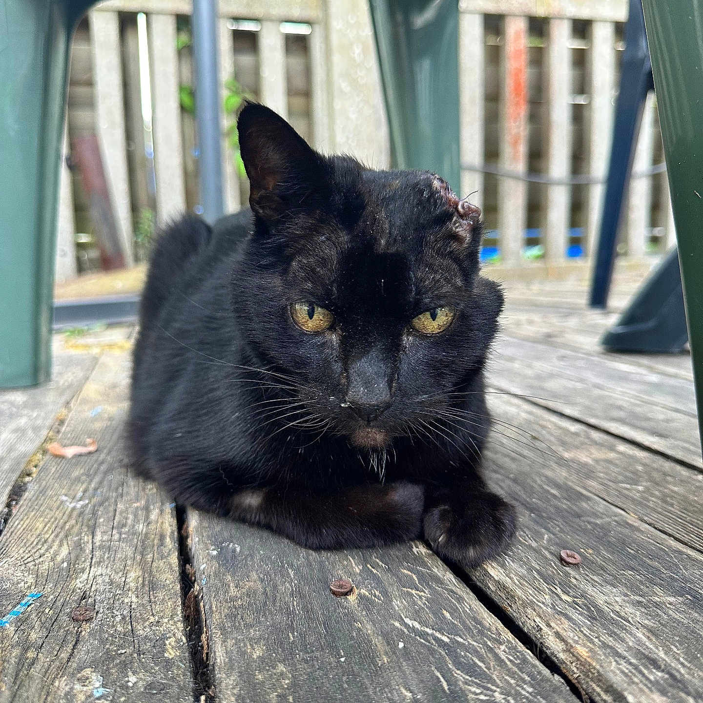 Ptichat participe au concours pour gagner de l'argent avec cette photo : black_cat, cat, animal, pet, outdoor, wooden_floor, plastic_chair, yellow_eyes, feline, resting, close_up, fur, whiskers, nature, domestic_animal, backyard, quiet, daylight, wood, relaxed
