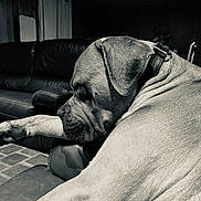 Aubrac a rejoint le concours — aidez-le/la à gagner de superbes lots ! animal, black_and_white, canine, collar, cozy, dim_lighting, dog, fur, furniture, home, indoor, large_dog, leather_couch, lounge, pet, portrait, quiet, relaxed, resting, side_view