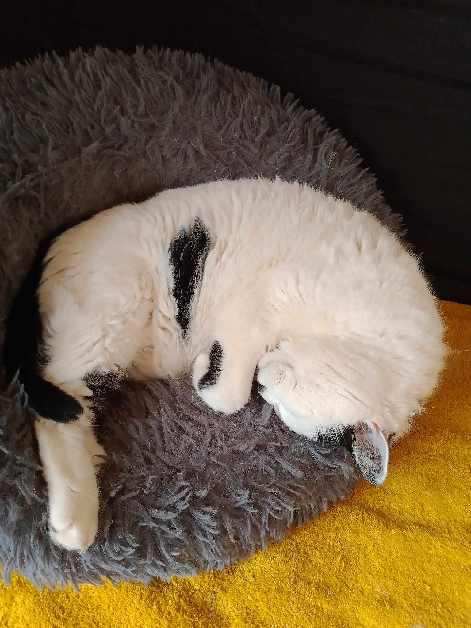 Chipie