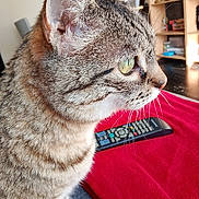 Cerise a rejoint le concours — aidez-le/la à gagner de superbes lots ! cat, tabby_cat, side_profile, close_up, green_eyes, whiskers, fur, domestic_animal, pet, indoor, blanket, remote_control, furniture, shelf, home, cozy, curious, animal, mammal, portrait
