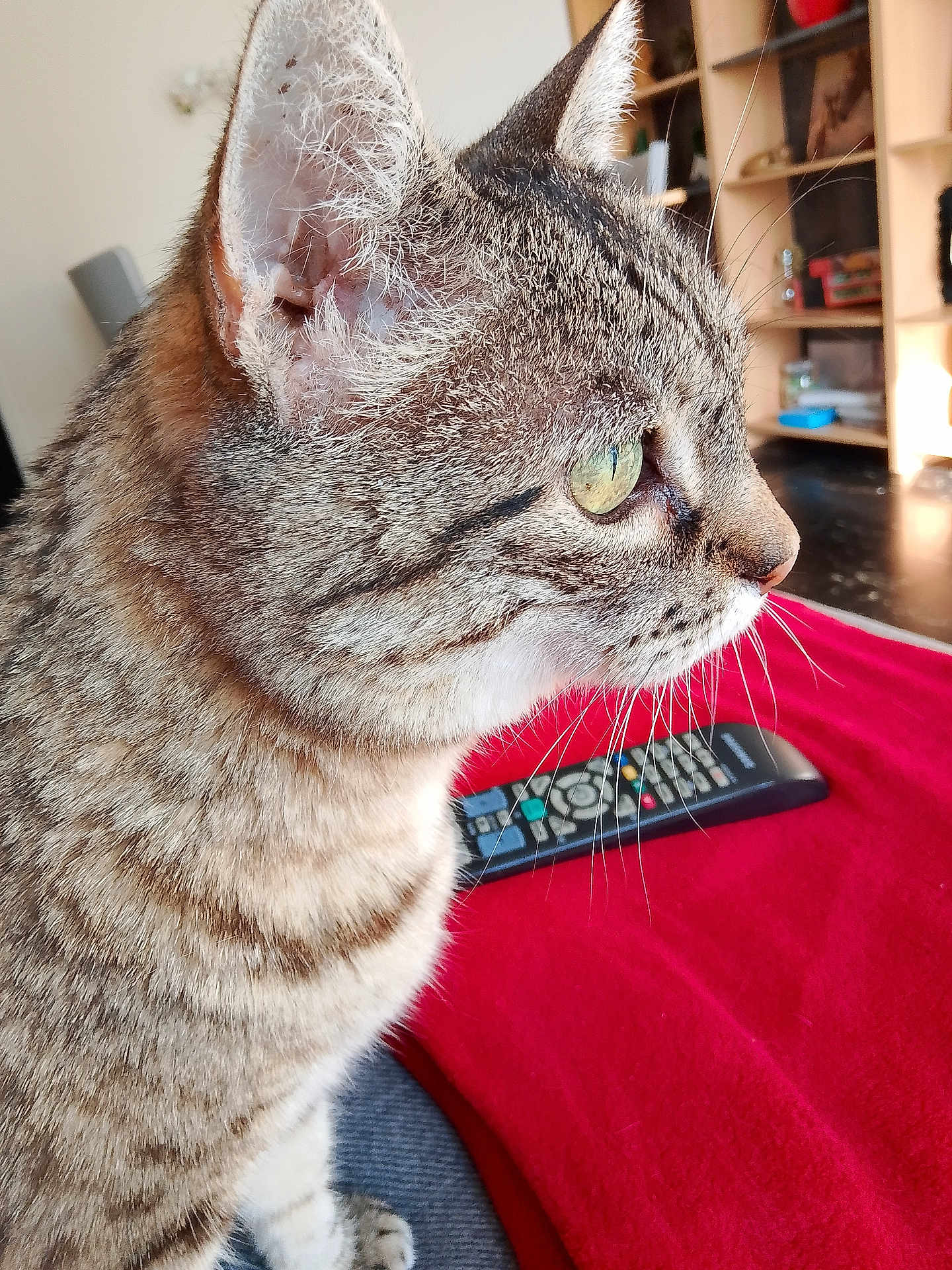 Cerise a rejoint le concours — aidez-le/la à gagner de superbes lots ! cat, tabby_cat, side_profile, close_up, green_eyes, whiskers, fur, domestic_animal, pet, indoor, blanket, remote_control, furniture, shelf, home, cozy, curious, animal, mammal, portrait