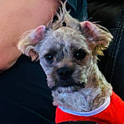 Loki is registered to the contest to win money with this photo: animal, close_up, companion, cute, dog, domestic_animal, ears, expression, fur, furry, hair, indoor, looking_at_camera, mammal, person_arm, pet, portrait, red_shirt, resting, small_dog