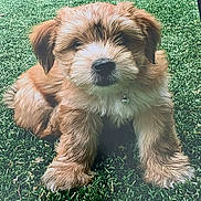 Poohbear is registered to the contest to win money with this photo: puppy, dog, grass, outdoor, fluffy, fur, animal, cute, pet, nature, canine, young, adorable, collar, paw, mammal, playful, resting, green, sunlight