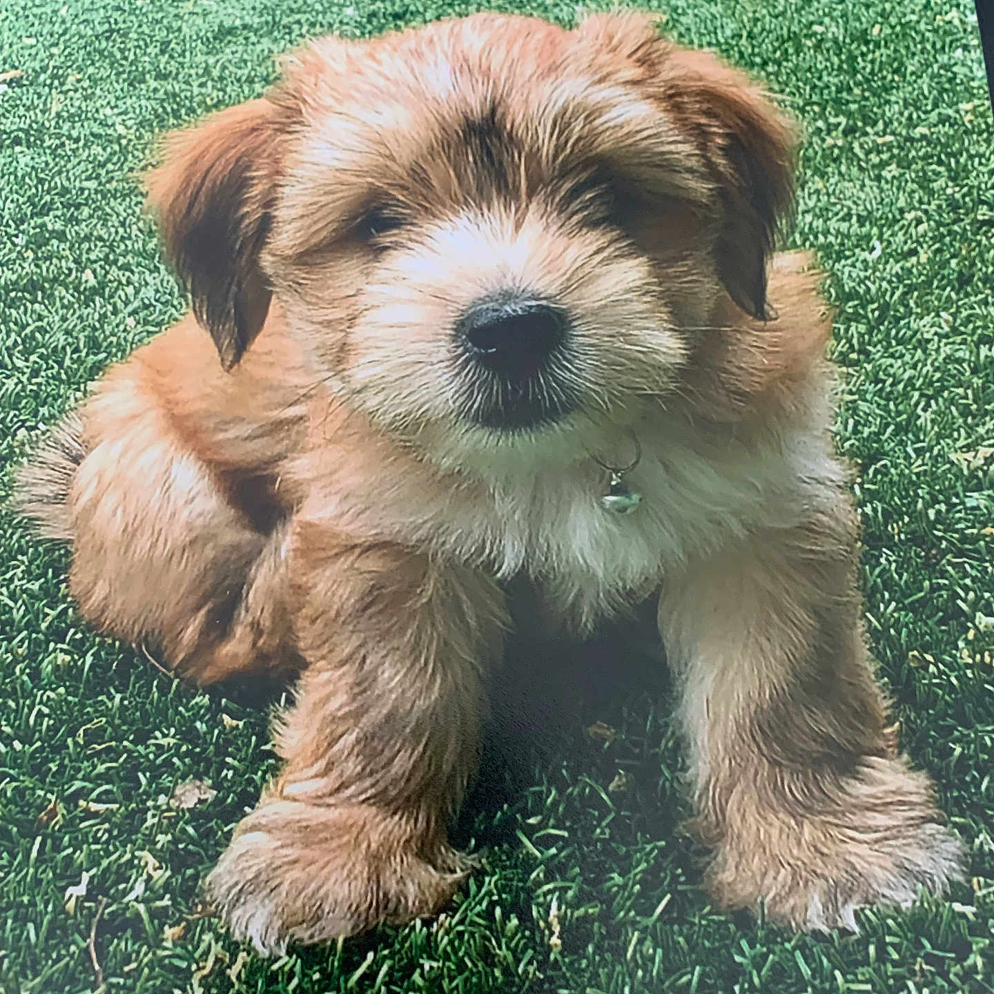 Poohbear