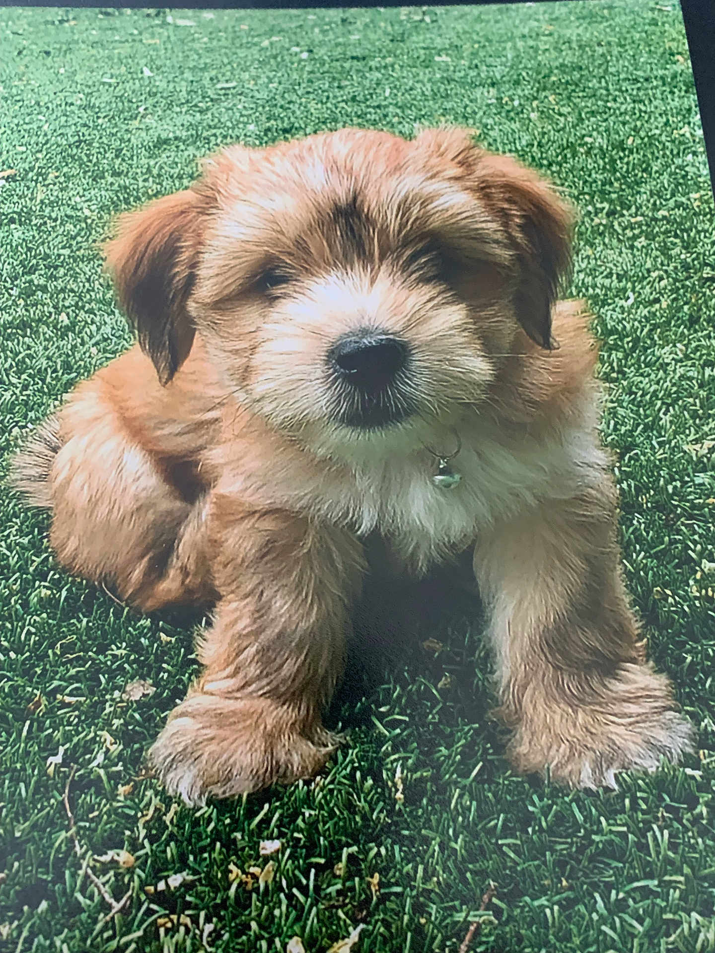Poohbear