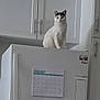 Kiki is registered to the contest to win money with this photo: cat, white_cat, black_markings, refrigerator, kitchen, cabinet, calendar, shopping_list, appliance, pet, domestic_animal, indoor, curious, white, feline, household, countertop, door_handle, appliance_handle, wall