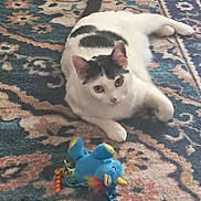 Kiki joined the competition — help win amazing prizes! cat, animal, pet, toy, plush_toy, carpet, indoor, white_cat, gray_cat, feline, laying_down, curious, colorful, patterned_carpet, soft_toy, playful, domestic_animal, cute, resting, closeup