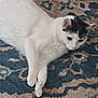 Kiki joined the competition — help win amazing prizes! cat, white_cat, black_markings, pet, animal, indoor, carpet, rug, patterned_rug, resting, lying_down, paws, cute, feline, domestic_cat, fur, whiskers, ears, relaxed, closeup