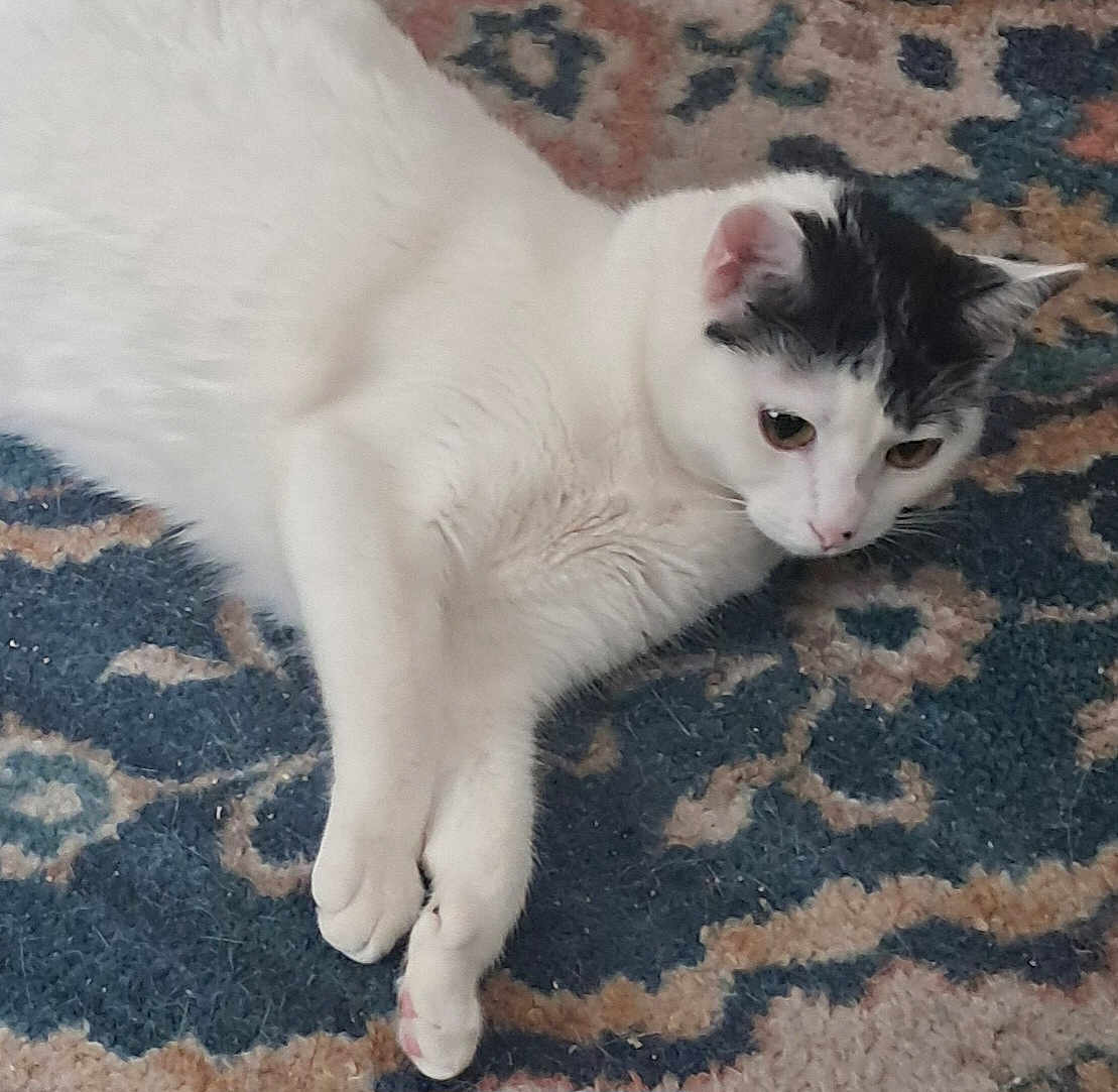Kiki
