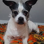 Dolly is registered to the contest to win money with this photo: dog, pet, animal, canine, ears, fur, bed, blanket, orange, pattern, indoor, portrait, looking, cute, small_dog, muzzle, whiskers, lying_down, face, eyes