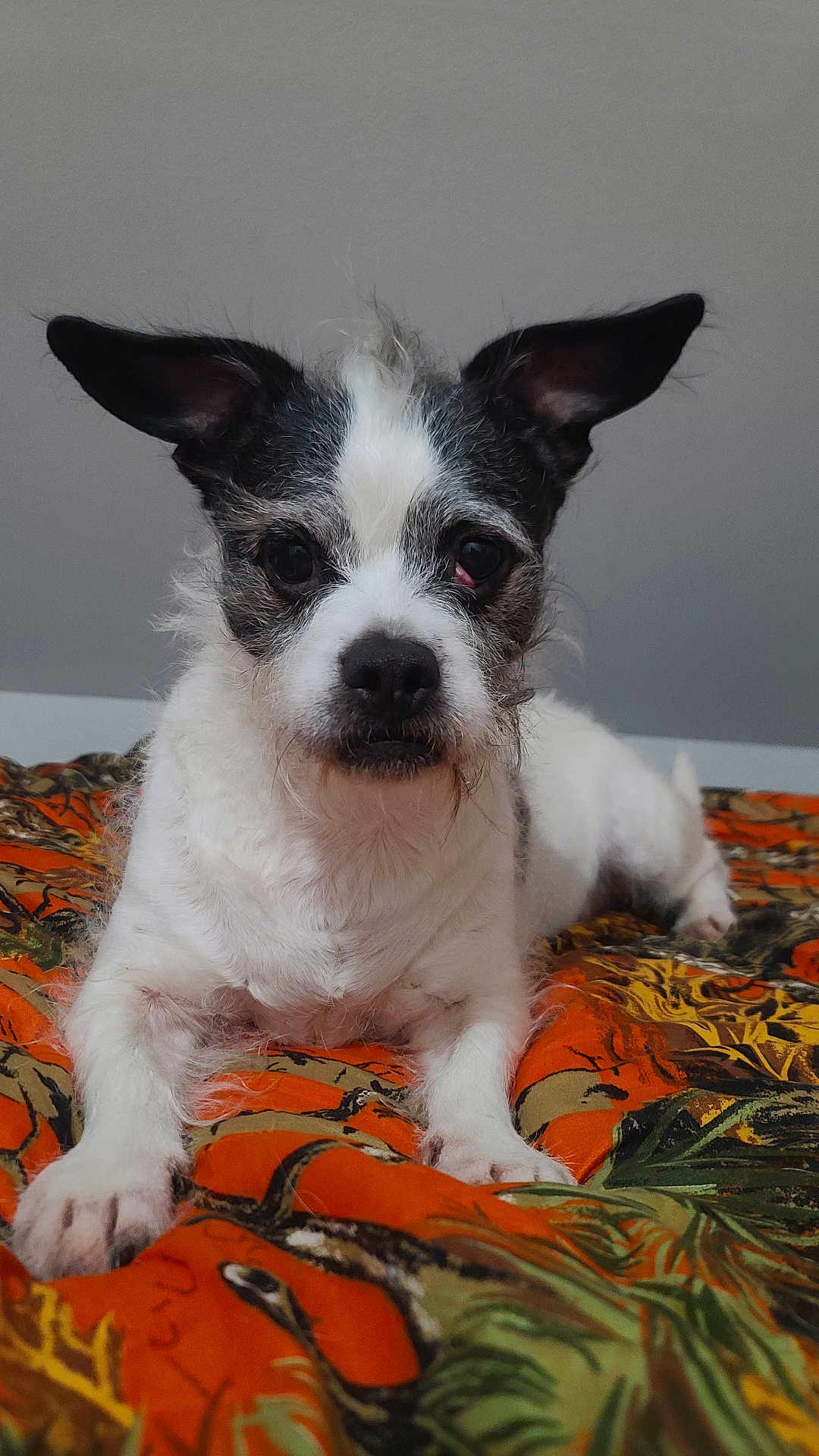 Dolly is registered to the contest to win money with this photo: dog, pet, animal, canine, ears, fur, bed, blanket, orange, pattern, indoor, portrait, looking, cute, small_dog, muzzle, whiskers, lying_down, face, eyes