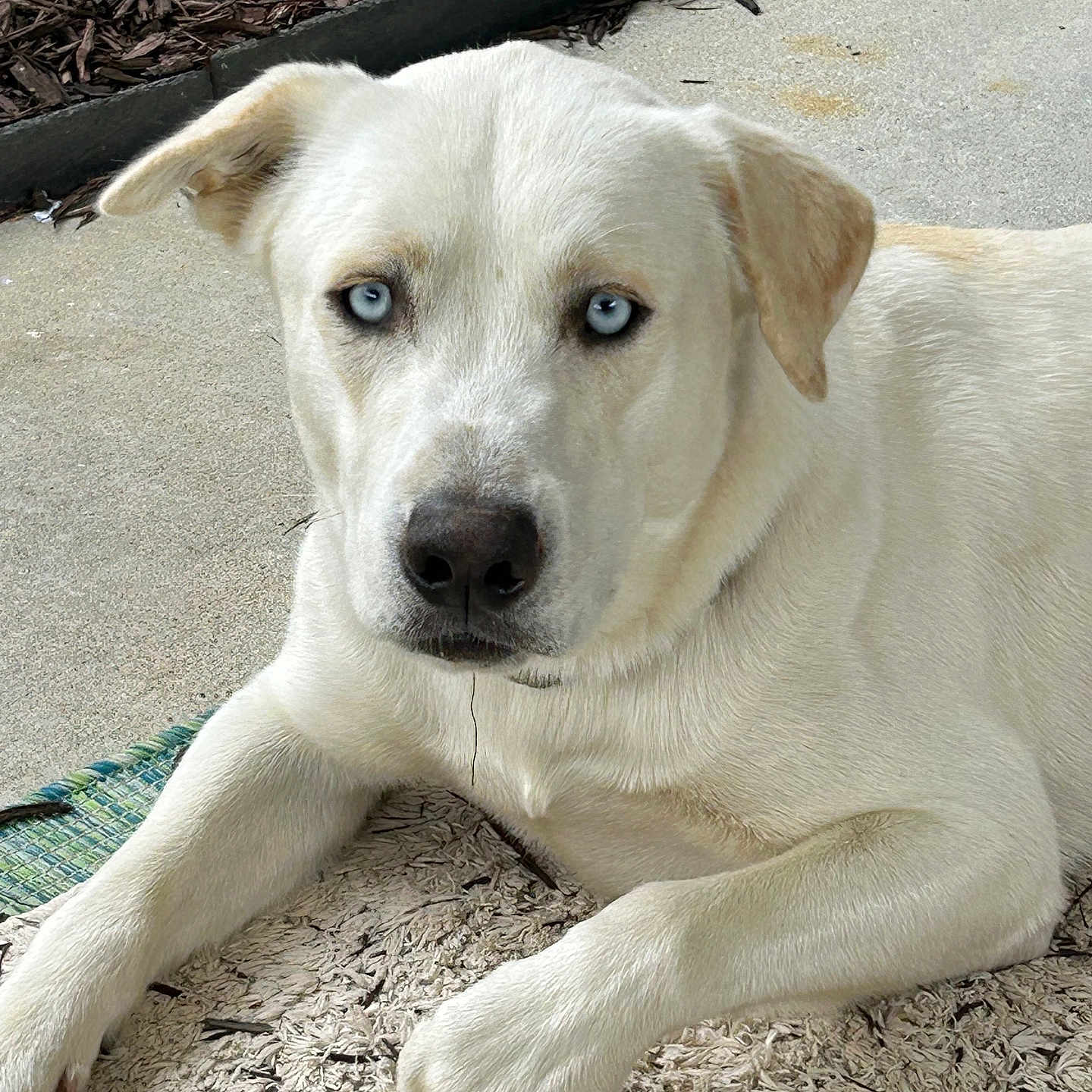 Phoenix Morgan is registered to the contest to win money with this photo: animal, canine, dog, goldenretriever, hound, husky, labradorretriever, pet, puppy, snout, whitedog