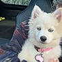 animal, blue_eyes, car_interior, cozy, cute, dog, furry, holding, indoor, jacket, person, pet, pink_collar, puppy, rain, raindrops, seat, white_fur, window, young_dog