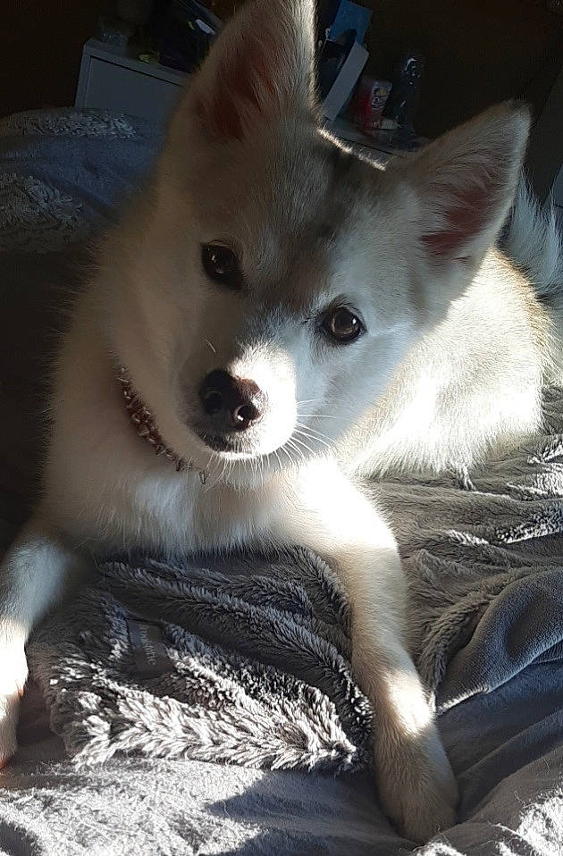 Holly is registered to the contest to win money with this photo: ancient_dog_breeds, carnivore, companion_dog, dog, dog_breed, ear, eye, fur, jaw, non_sporting_group, snout, terrestrial_animal, whiskers, working_animal, working_dog