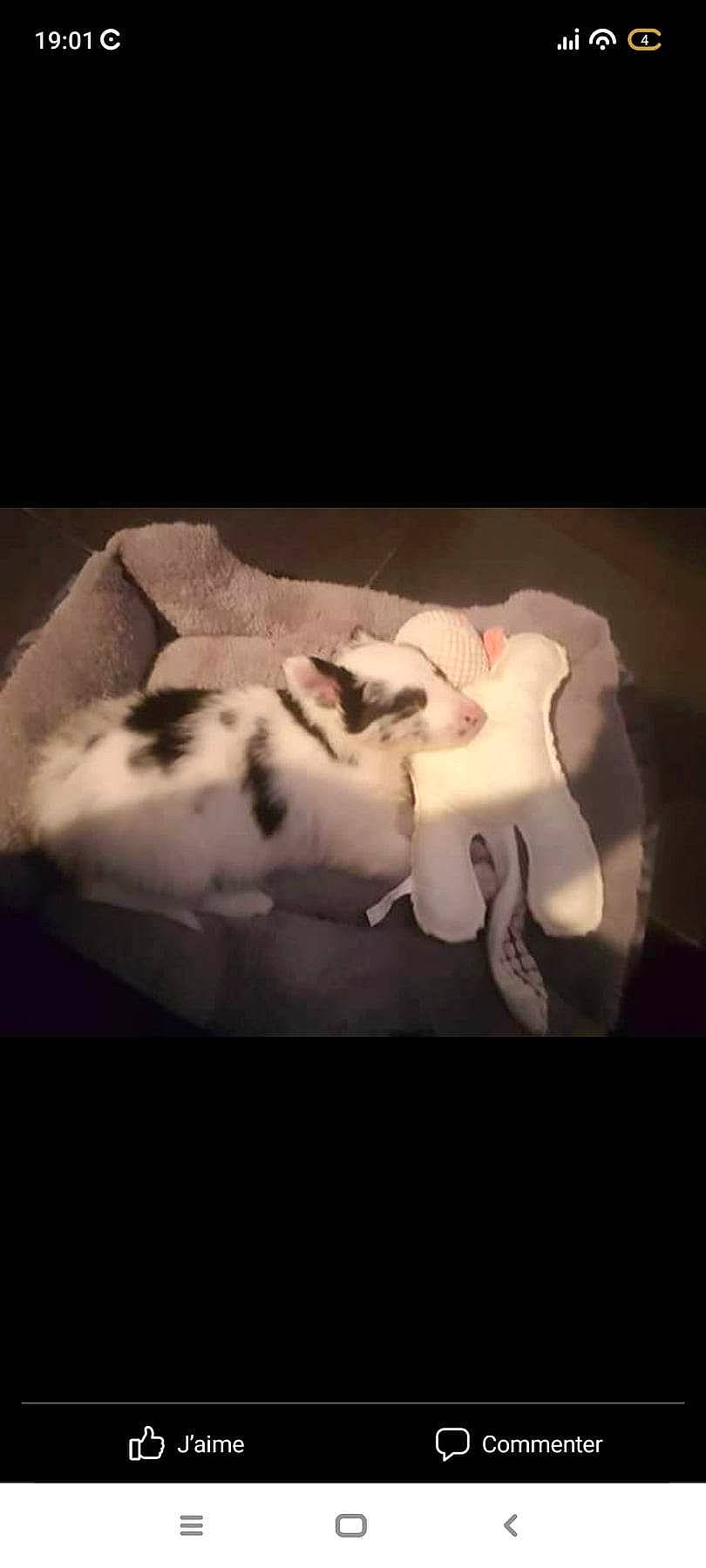 Tara participe au concours pour gagner de l'argent avec cette photo : art, bone, carmine, cloud, comfort_food, cuisine, darkness, food, fur, icing, ingredient, monochrome_photography, petal, porcelain, sculpture, shadow, sky, still_life_photography, sweetness, visual_arts