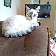 Agrippine a rejoint le concours — aidez-le/la à gagner de superbes lots ! animal, blue_eyes, brown, cat, couch, cozy, decor, ears, fur, furniture, home, indoor, looking, painting, pet, relaxed, resting, tail, television, whiskers