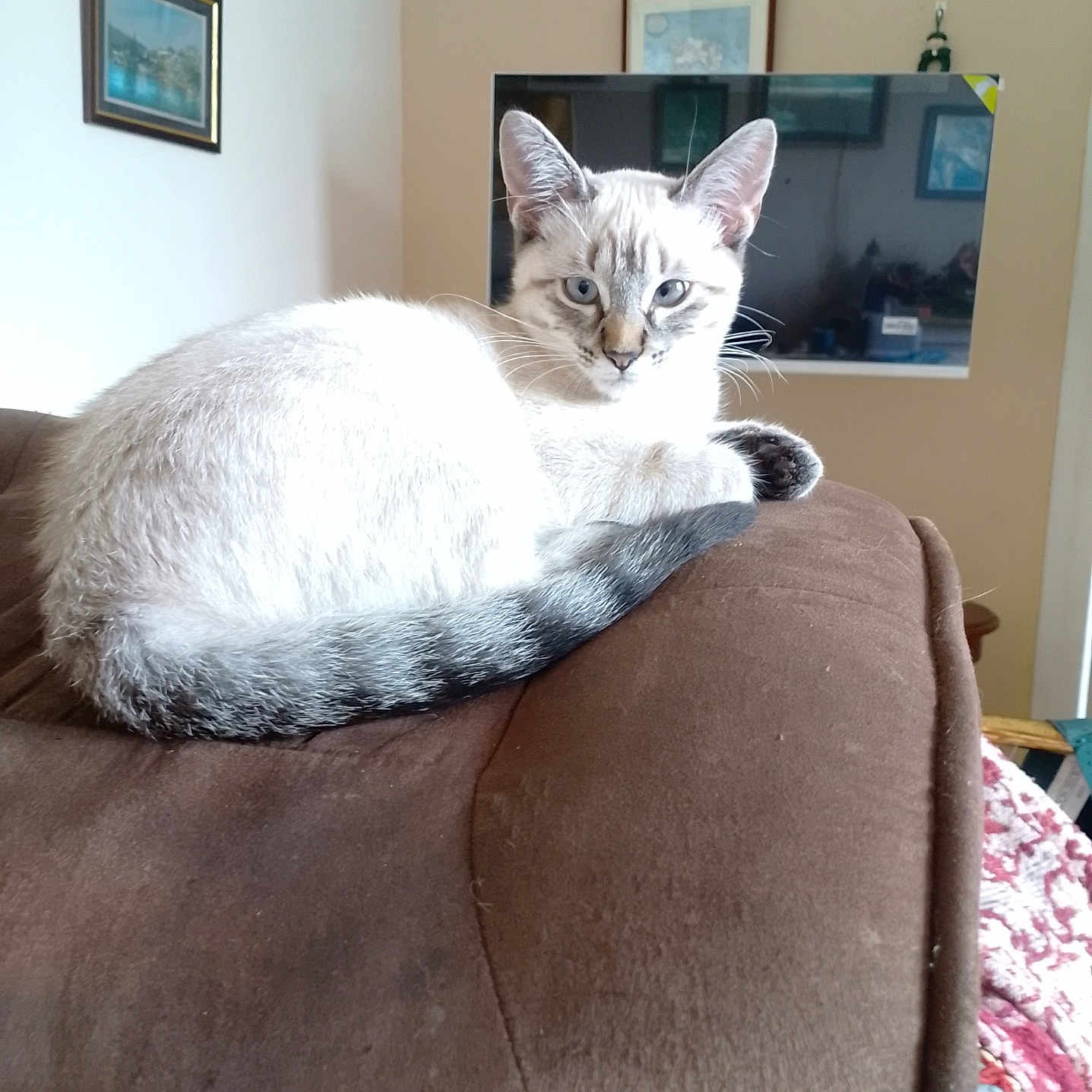 Agrippine a rejoint le concours — aidez-le/la à gagner de superbes lots ! animal, blue_eyes, brown, cat, couch, cozy, decor, ears, fur, furniture, home, indoor, looking, painting, pet, relaxed, resting, tail, television, whiskers