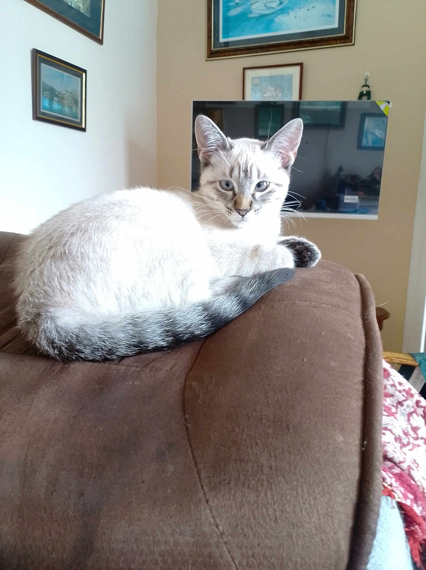 Agrippine a rejoint le concours — aidez-le/la à gagner de superbes lots ! animal, blue_eyes, brown, cat, couch, cozy, decor, ears, fur, furniture, home, indoor, looking, painting, pet, relaxed, resting, tail, television, whiskers