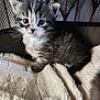 animal, baby_cat, blanket, cage, cat, cozy, curious, cute, domestic, feline, fur, indoor, kitten, mesh, pet, resting, small, soft, whiskers, young