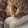 cat, tabby_cat, close_up, whiskers, blanket, texture, feline, pet, sleepy, cozy, tattoo, arm, fur, indoor, resting, soft, comfort, animal, domestic, relaxed