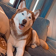 Crash is registered to the contest to win money with this photo: dog, husky, blue_eyes, tongue_out, couch, indoor, pet, canine, fur, relaxed, animal, friendly, home, paws, snout, ears, sitting, curtains, cozy, comfort