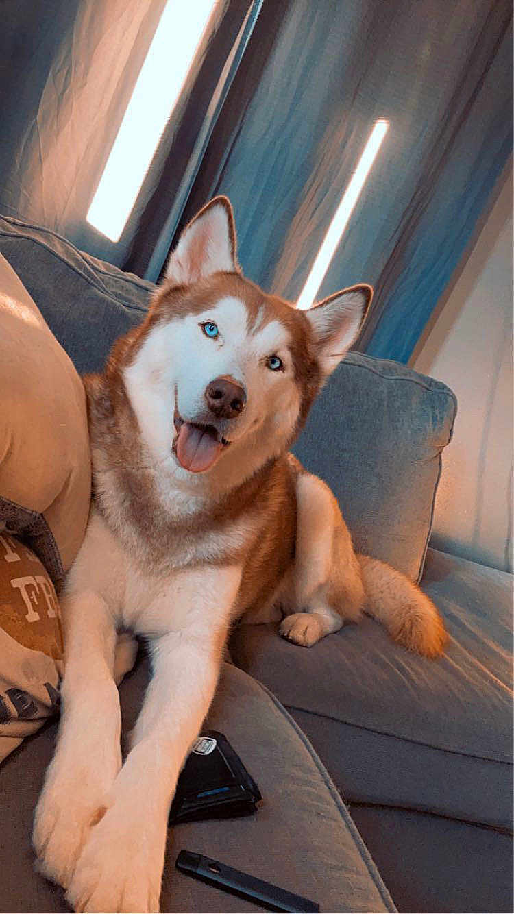 Crash is registered to the contest to win money with this photo: dog, husky, blue_eyes, tongue_out, couch, indoor, pet, canine, fur, relaxed, animal, friendly, home, paws, snout, ears, sitting, curtains, cozy, comfort