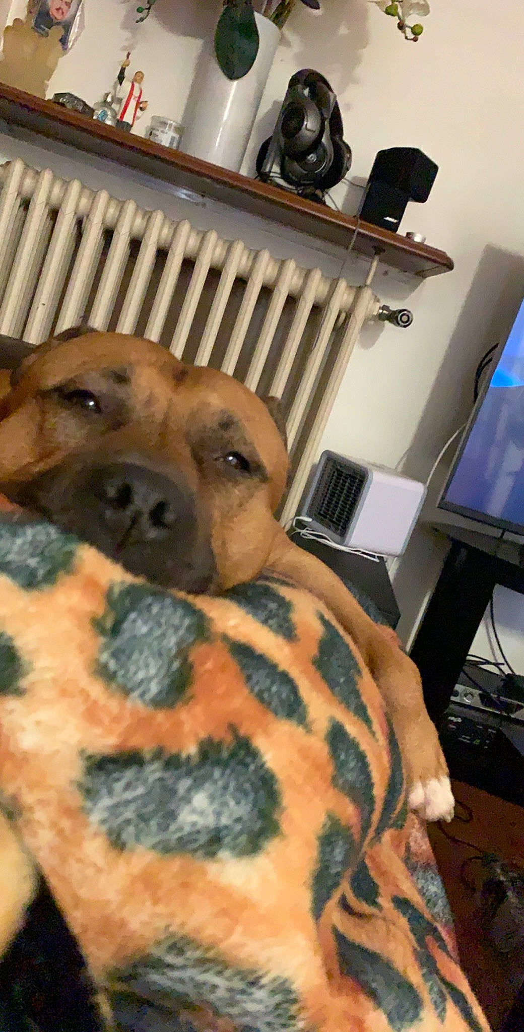 Jumbo participe au concours pour gagner de l'argent avec cette photo : black_mouth_cur, boerboel, canidae, carnivore, dog, dog_breed, fawn, mammal, non_sporting_group, rhodesian_ridgeback, snout, whiskers