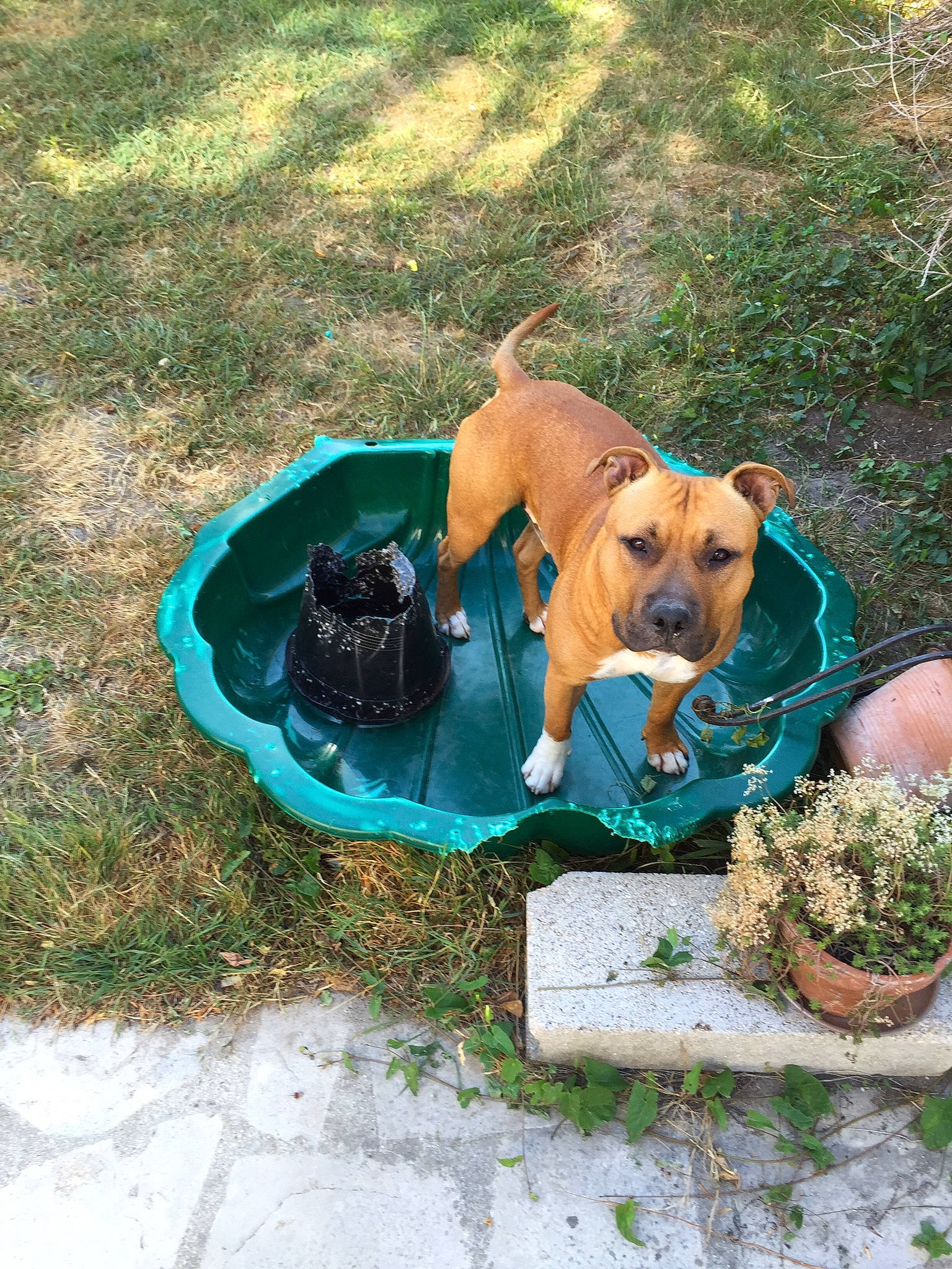 Jumbo a rejoint le concours — aidez-le/la à gagner de superbes lots ! black_mouth_cur, boerboel, boxer, bullmastiff, canidae, carnivore, companion_dog, dog, dog_breed, fawn, grass, mammal, mountain_cur, puppy, rare_breed_dog, rhodesian_ridgeback, sporting_group, tosa, working_dog