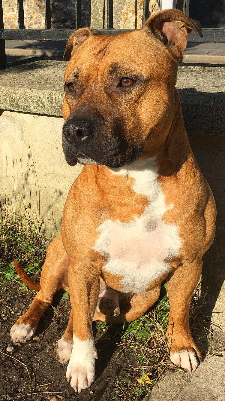 Jumbo participe au concours pour gagner de l'argent avec cette photo : alaunt, american_pit_bull_terrier, american_staffordshire_terrier, ancient_dog_breeds, bull_and_terrier, canidae, carnivore, companion_dog, dog, dog_breed, fawn, mammal, non_sporting_group, perro_de_presa_canario, pit_bull, rare_breed_dog, snout, staffordshire_bull_terrier, terrier, vertebrate