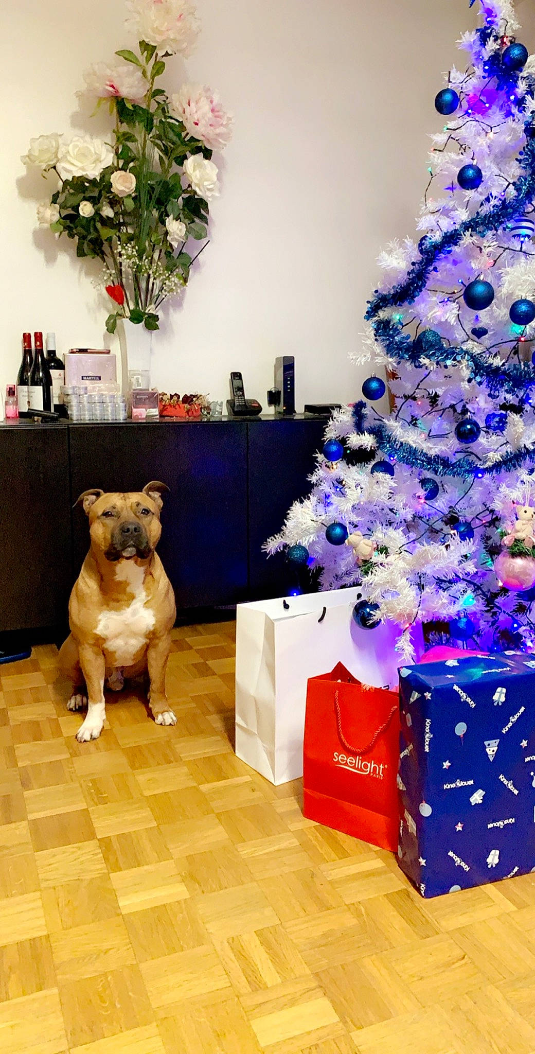 Jumbo a rejoint le concours — aidez-le/la à gagner de superbes lots ! blue, canidae, christmas, christmas_decoration, christmas_ornament, christmas_tree, dog, dog_breed, fawn, flooring, floral_design, floristry, flower, home, interior_design, non_sporting_group, plant, room, tree
