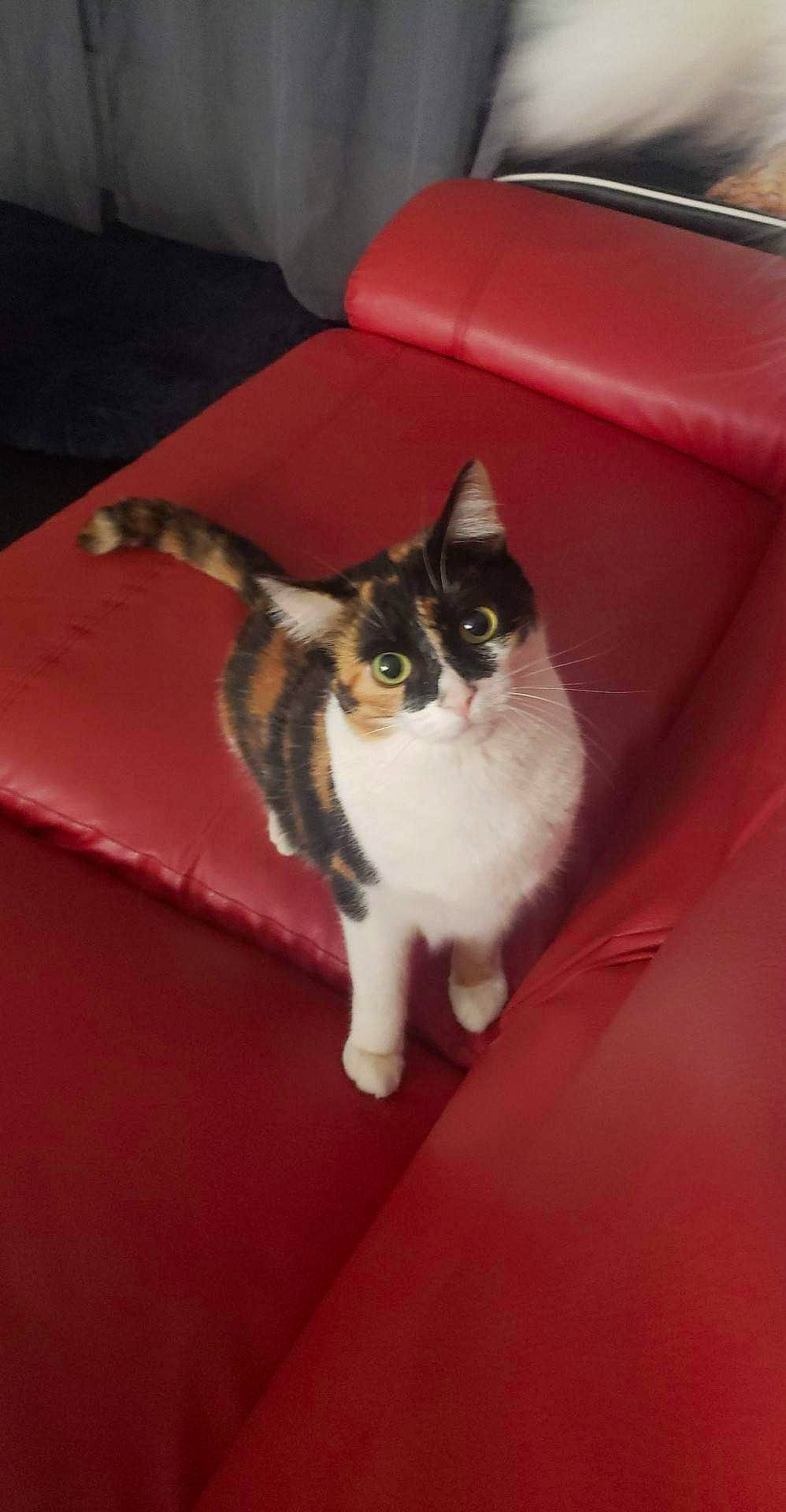 Swan participe au concours pour gagner de l'argent avec cette photo : box, carnivore, cat, chair, comfort, couch, domestic_short_haired_cat, door, eye, felidae, flooring, fur, hardwood, paw, room, small_to_medium_sized_cats, snout, tail, whiskers, wood