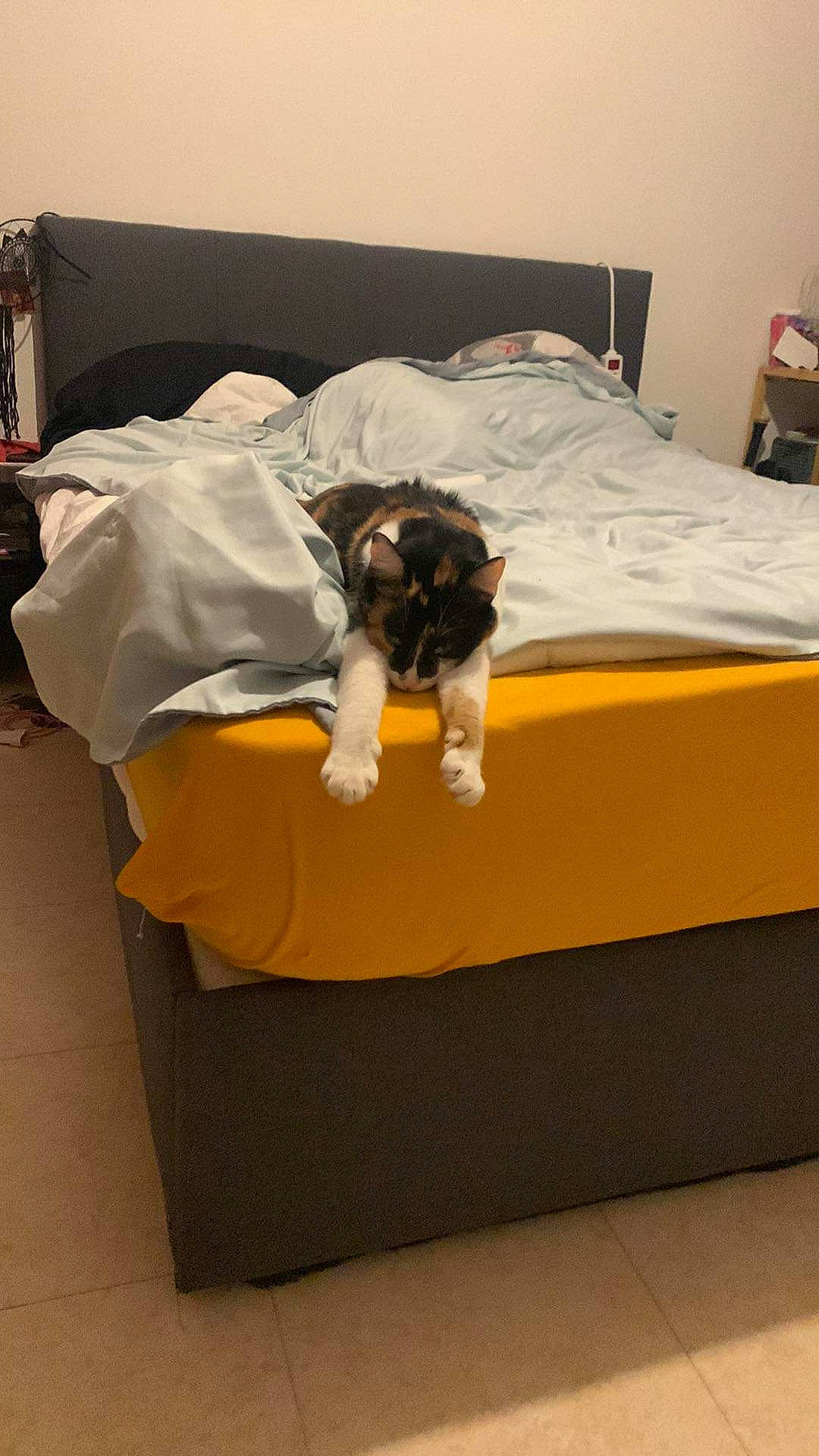 Swan a rejoint le concours — aidez-le/la à gagner de superbes lots ! automotive_design, bed, bed_frame, bed_sheet, bedding, bedroom, comfort, companion_dog, couch, felidae, floor, flooring, fur, hardwood, linens, mattress, pillow, room, studio_couch, wood