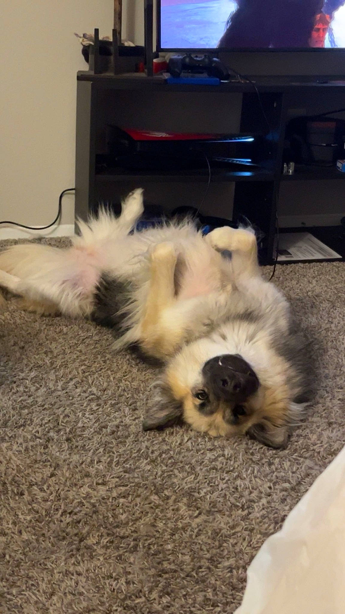 Cara joined the competition — help win amazing prizes! birman, canidae, carnivore, cat, claw, companion_dog, dog_breed, fawn, felidae, flooring, fur, hardwood, non_sporting_group, paw, small_to_medium_sized_cats, snout, sporting_group, tail, toy_dog, whiskers