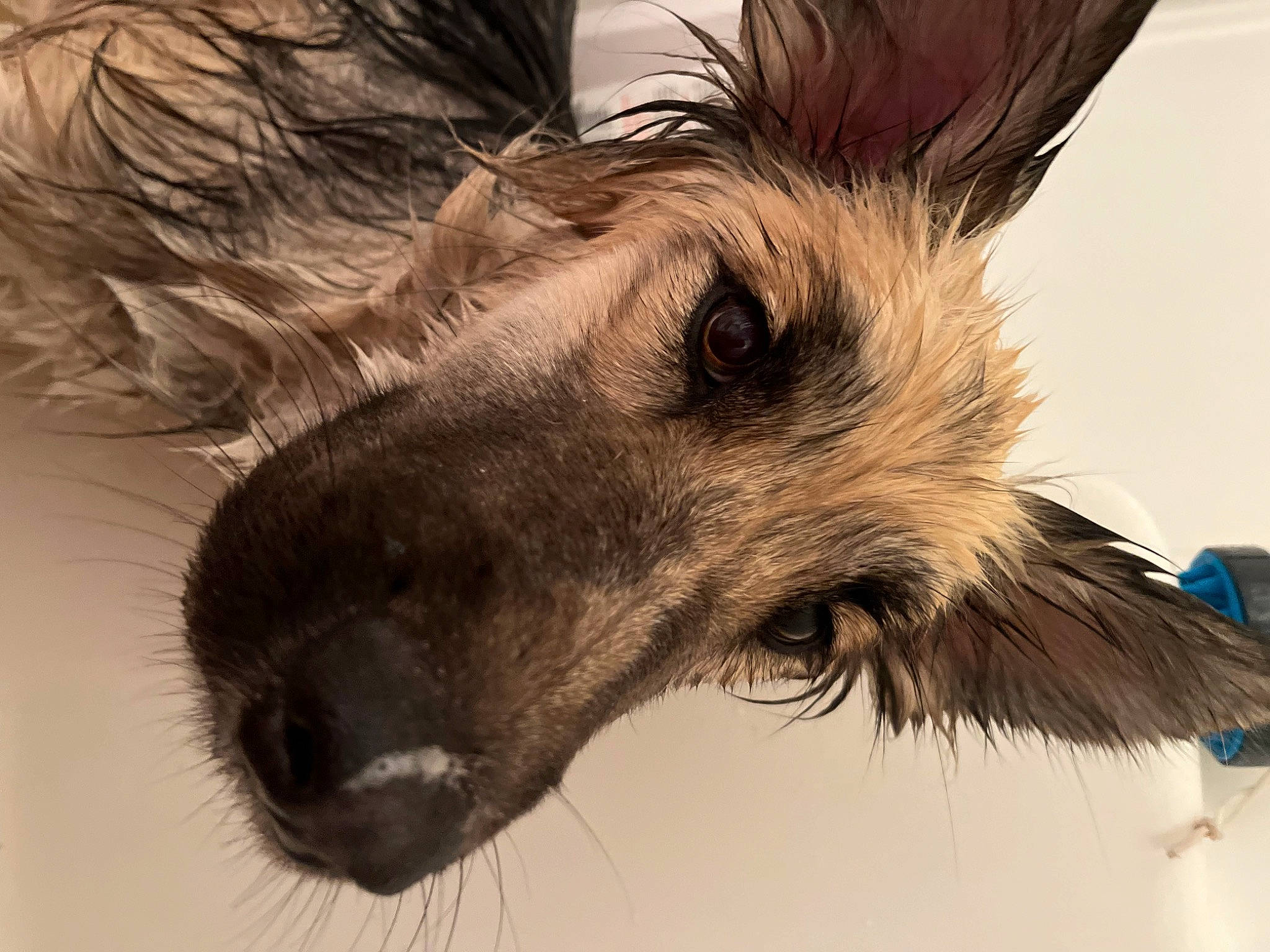 Cara joined the competition — help win amazing prizes! canidae, carnivore, companion_dog, dog, dog_breed, ear, event, eye, eyelash, fawn, fur, jaw, liver, snout, sporting_group, terrestrial_animal, toy_dog, whiskers, wing, working_animal