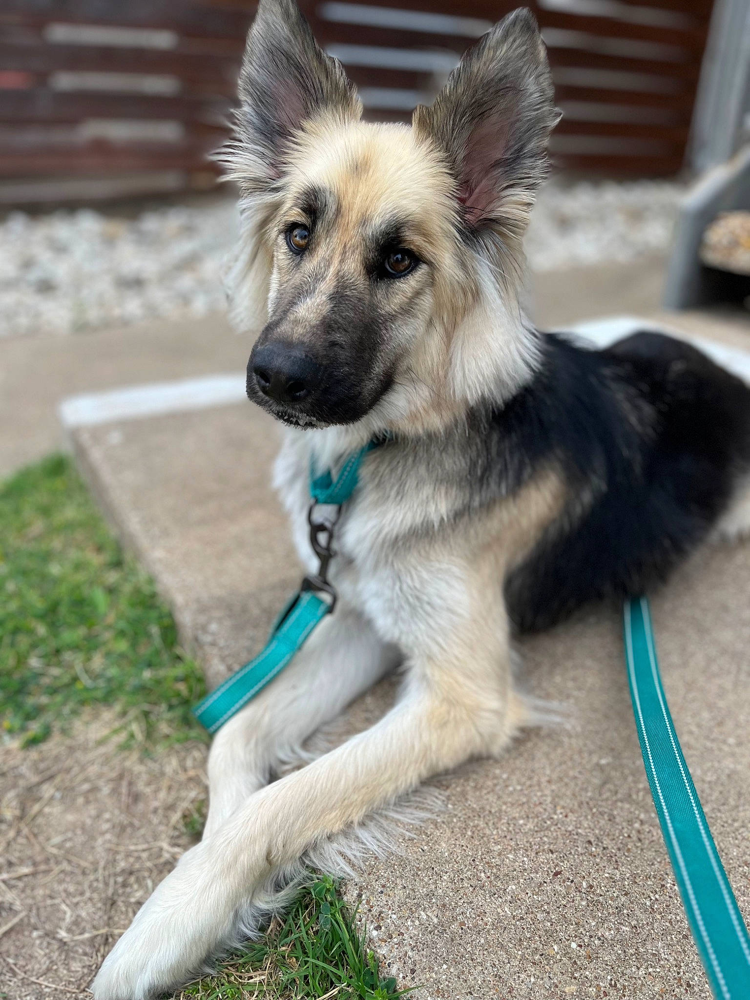 Cara joined the competition — help win amazing prizes! ancient_dog_breeds, canidae, carnivore, companion_dog, dog, dog_breed, dog_supply, east_european_shepherd, fawn, fur, german_shepherd_dog, grass, king_shepherd, snout, sporting_group, tail, terrestrial_animal, working_dog