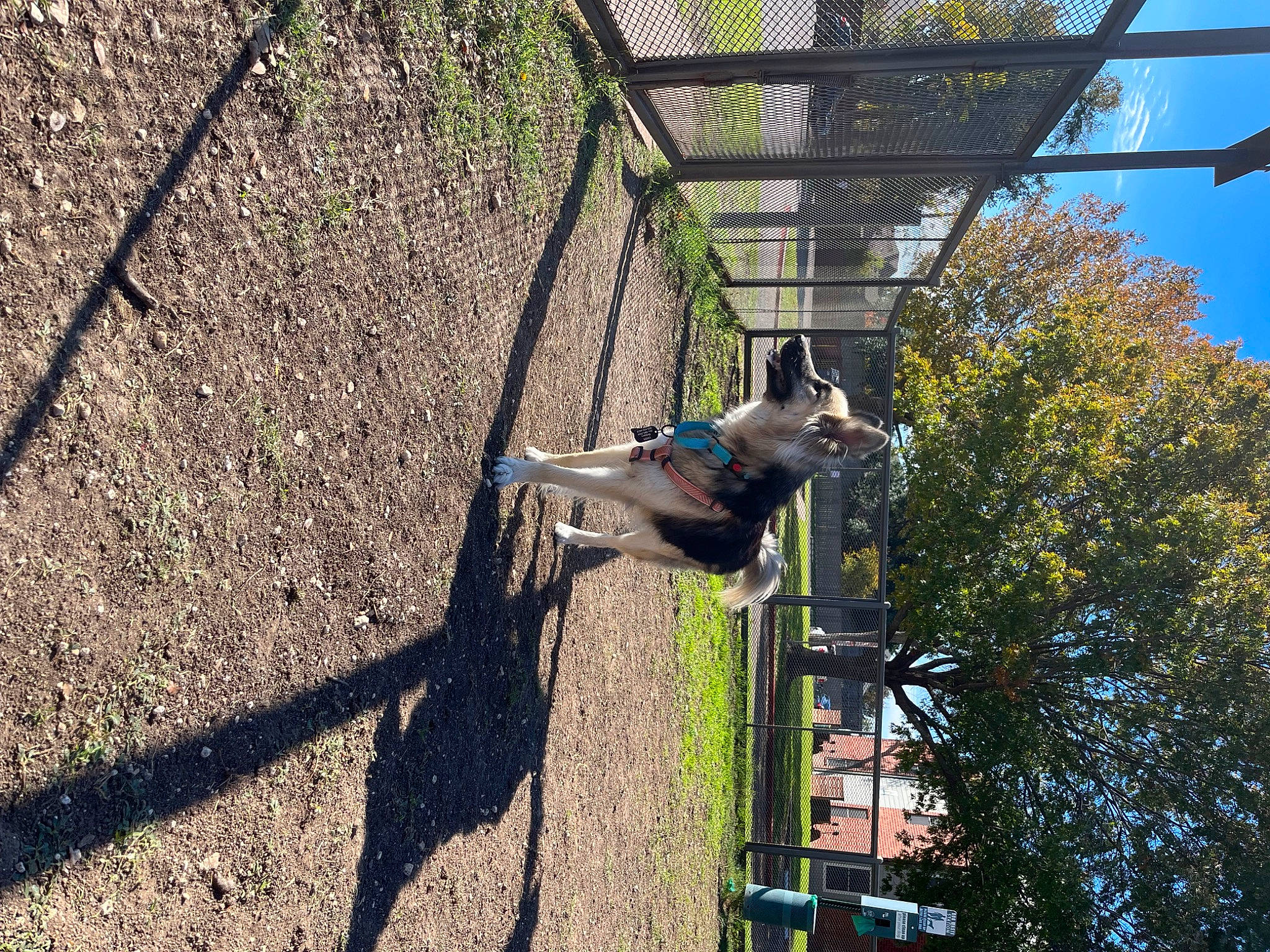 Cara is registered to the contest to win money with this photo: branch, building, felidae, grass, house, mesh, nature, pet_supply, plant, shade, shadow, sky, tail, tints_and_shades, tree, trunk, twig, window, wood, woody_plant
