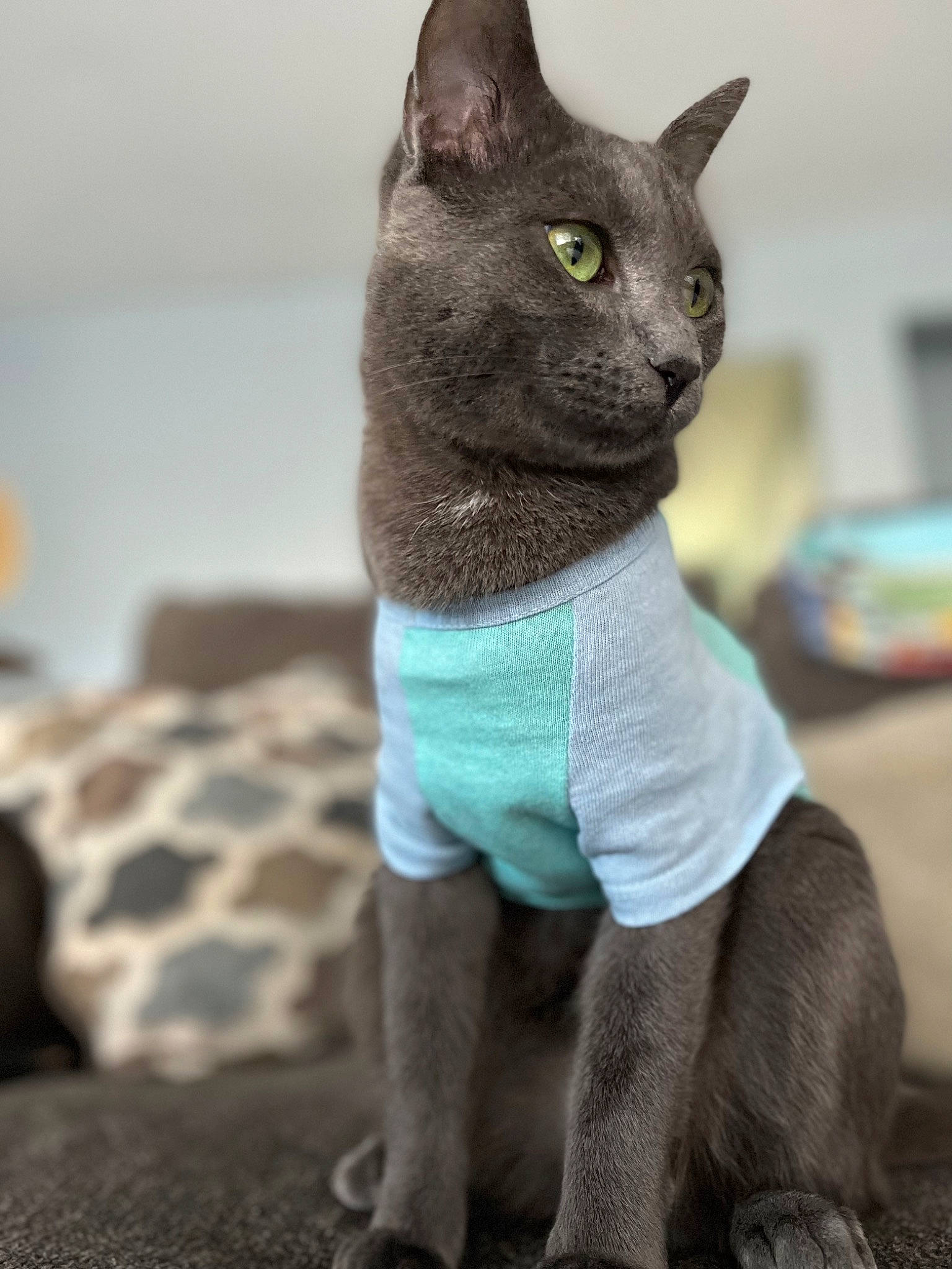 Conan joined the competition — help win amazing prizes! art, carnivore, cat, creative_arts, electric_blue, felidae, fur, grey, pattern, russian_blue, small_to_medium_sized_cats, snout, terrestrial_animal, whiskers