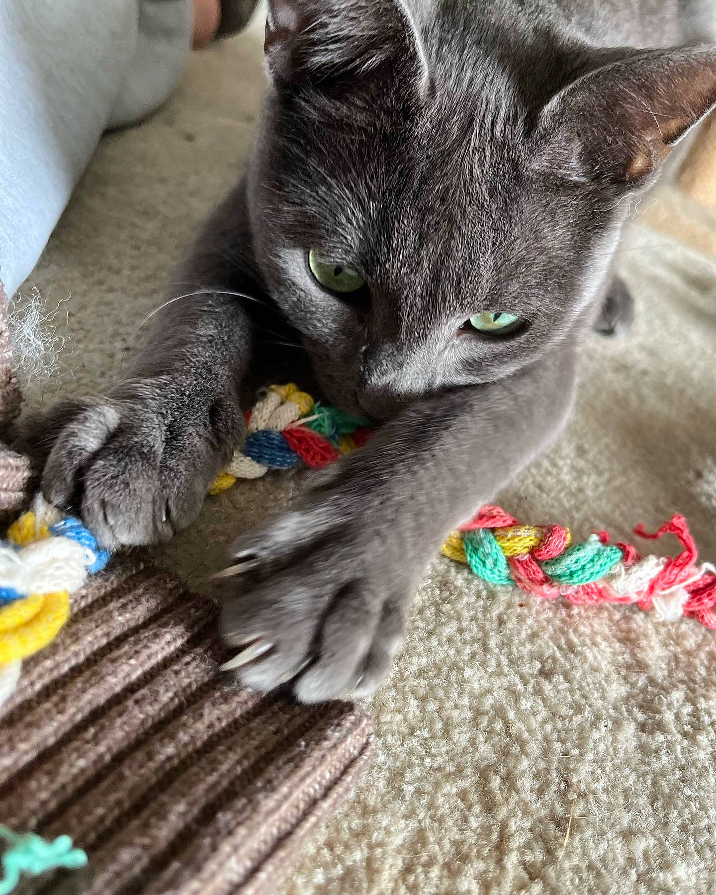 Conan is registered to the contest to win money with this photo: carnivore, cat, cat_toy, claw, comfort, domestic_short_haired_cat, felidae, foot, fur, grey, human_leg, paw, photo_caption, russian_blue, small_to_medium_sized_cats, snout, tail, terrestrial_animal, toe, whiskers