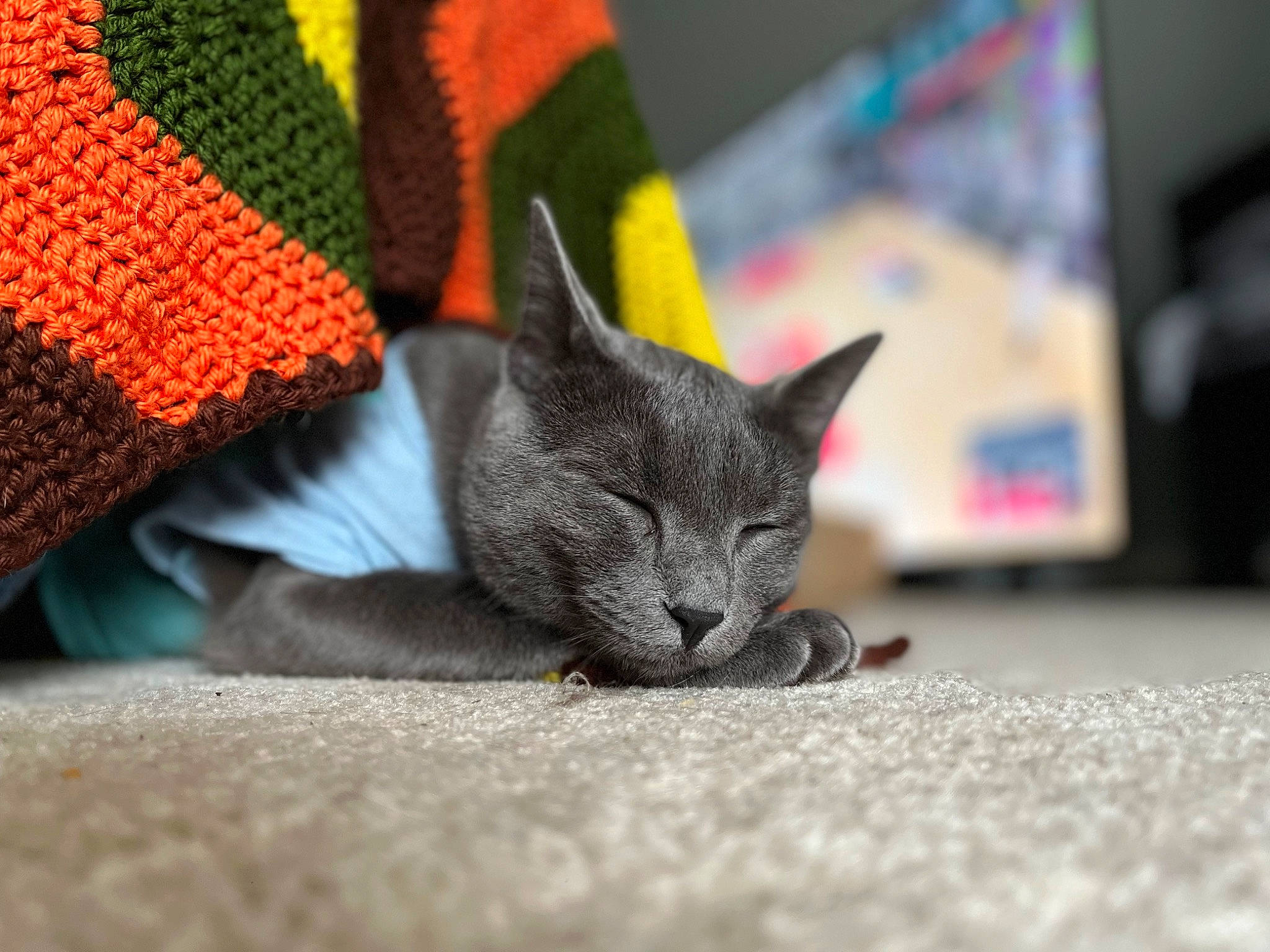 Conan joined the competition — help win amazing prizes! carmine, carnivore, cat, claw, comfort, domestic_short_haired_cat, felidae, fur, grey, hat, human_leg, knit_cap, small_to_medium_sized_cats, snout, tail, thread, weaving, whiskers, woolen, woven_fabric